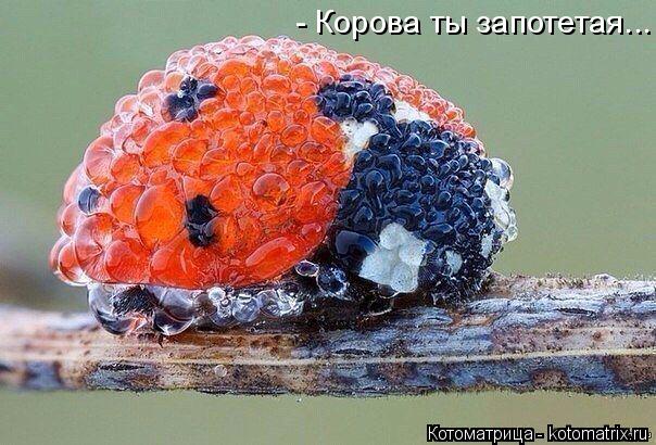 Котоматрица: - Корова ты запотетая...