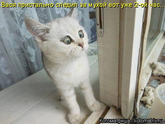 Котоматрица: Вася пристально следил за мухой вот уже 2-ой час...