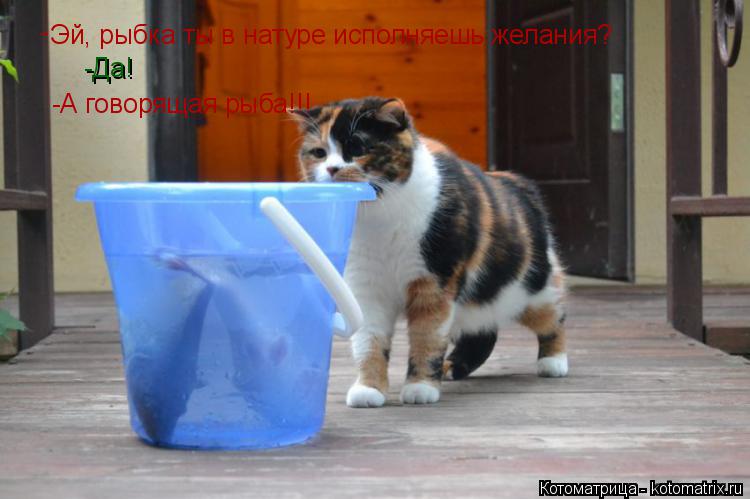Эй, рыбка ты в натуре исполняешь желания? -Да! - -А говорящая рыба!!!... Котоматрица: Эй, рыбка ты в натуре исполняешь желания? -Да! - -А говорящая рыба!!!