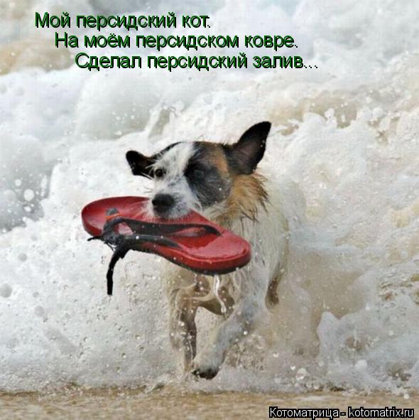 Котоматрица: Мой персидский кот. На моём персидском ковре. Сделал персидский залив...