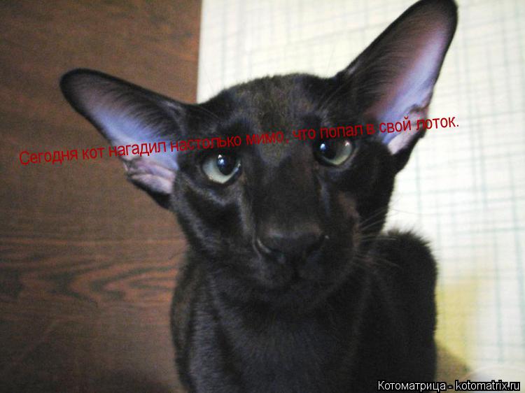 Котоматрица: Сегодня кот нагадил настолько мимо, что попал в свой лоток.