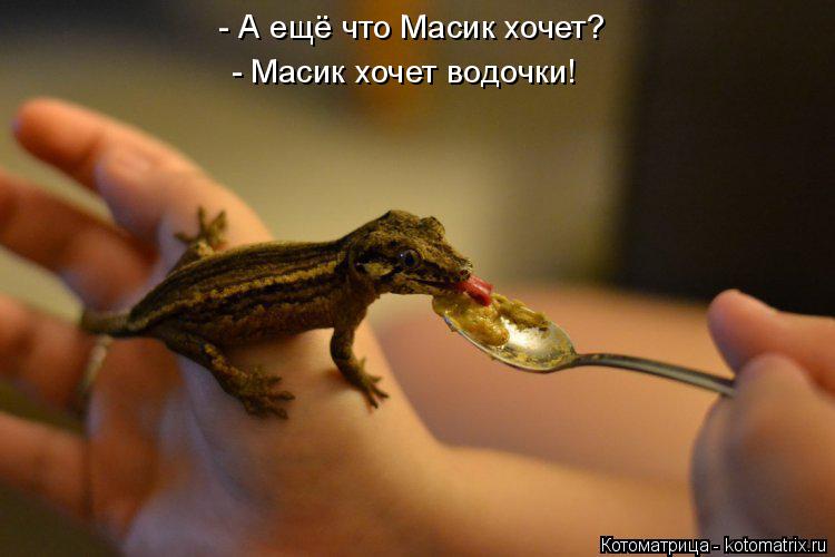 Котоматрица: - А ещё что Масик хочет? - Масик хочет водочки!