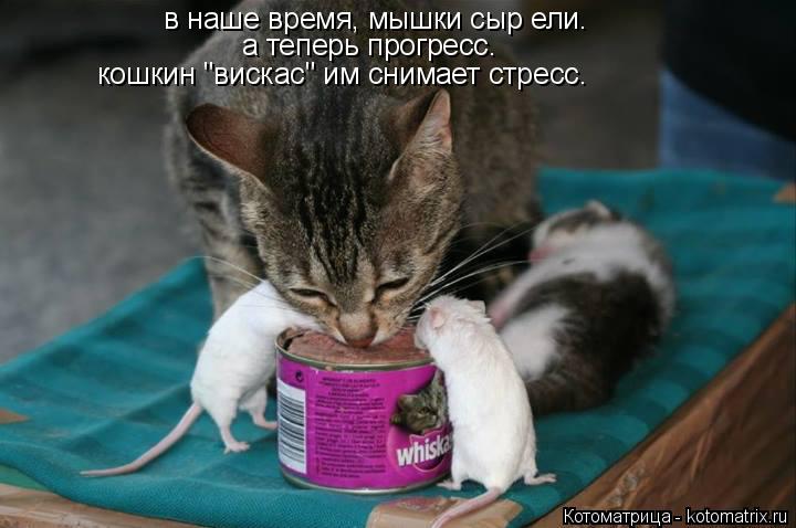 Котоматрица: в наше время, мышки сыр ели.  а теперь прогресс. кошкин "вискас" им снимает стресс.
