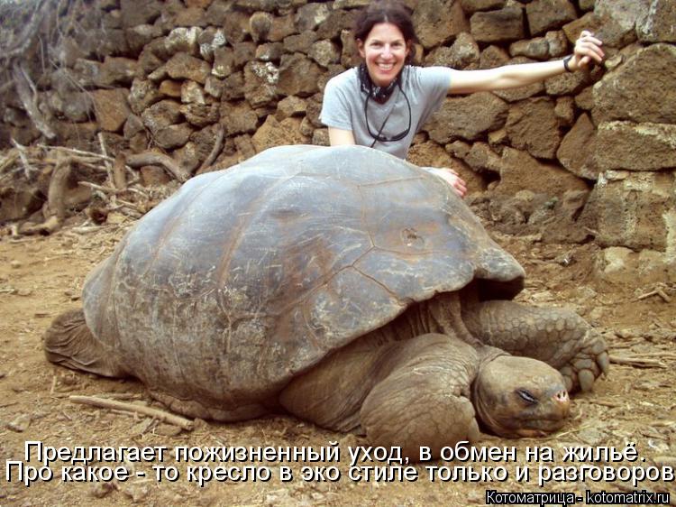 Котоматрица: Предлагает пожизненный уход, в обмен на жильё. Про какое - то кресло в эко стиле только и разговоров!