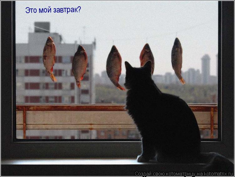 Котоматрица: Это мой завтрак?