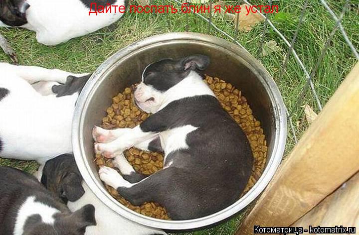 Котоматрица: Дайте поспать блин я же устал