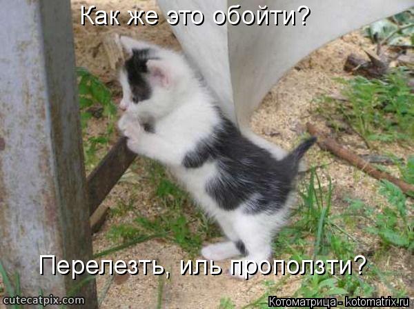 Как же это обойти? Перелезть, иль проползти?... Котоматрица: Как же это обойти? Перелезть, иль проползти?