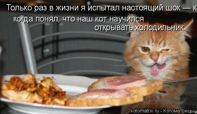 Котоматрица: Только раз в жизни я испытал настоящий шок — когда понял, что наш кот научился открывать холодильник. когда понял, что наш кот научился         