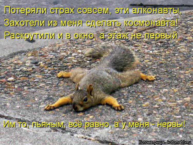 Котоматрица: Потеряли страх совсем, эти алконавты,  Захотели из меня сделать космонавта! Раскрутили и в окно, а этаж не первый  Им то, пьяным, всё равно, а у