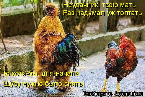 Неудачник, твою мать Раз надумал уж топтать То хотя-бы, для начала Шубу нужно было снять!... Котоматрица: Неудачник, твою мать Раз надумал уж топтать То хотя-бы, для начала Шубу нужно было снять!