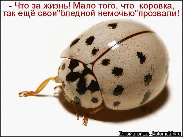 Котоматрица: - Что за жизнь! Мало того, что  коровка, так ещё свои"бледной немочью"прозвали!