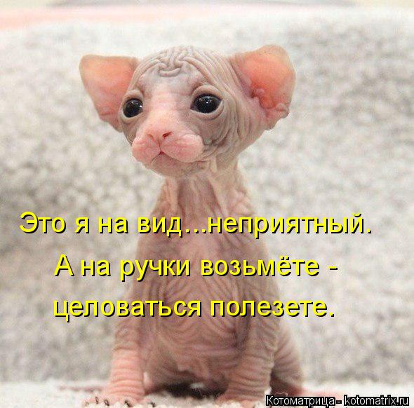 Это я на вид...неприятный. А на ручки возьмёте - целоваться полезете.... Котоматрица: Это я на вид...неприятный. А на ручки возьмёте - целоваться полезете.