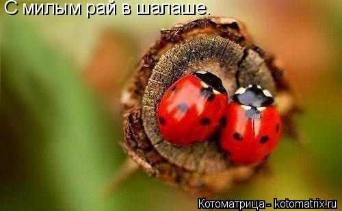 Котоматрица: С милым рай в шалаше.