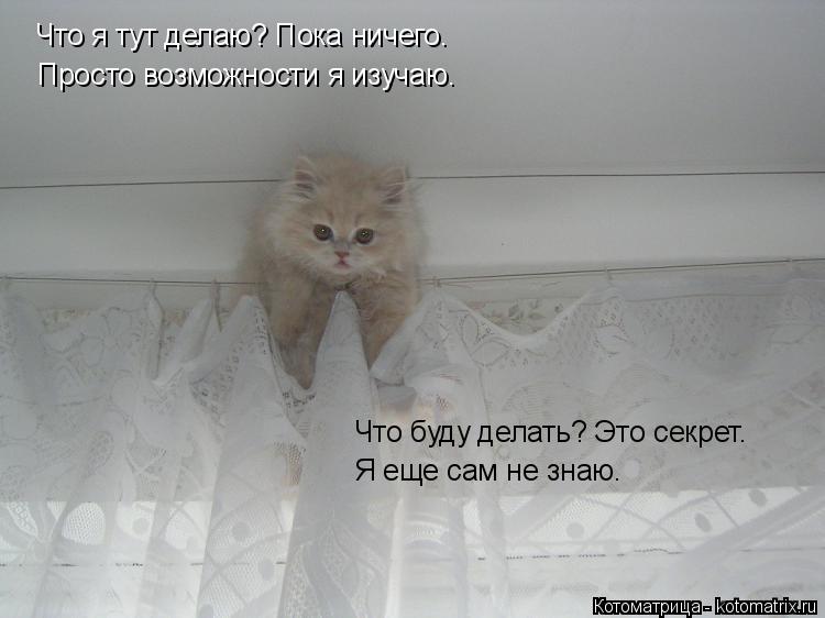 Котоматрица: Что я тут делаю? Пока ничего. Что я тут делаю? Пока ничего. Просто возможности я изучаю. Что буду делать? Это секрет. Я еще сам не знаю.