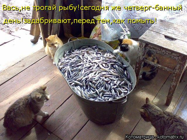 Котоматрица: Вась,не трогай рыбу!сегодня же четверг-банный  день!задабривают,перед тем,как помыть!