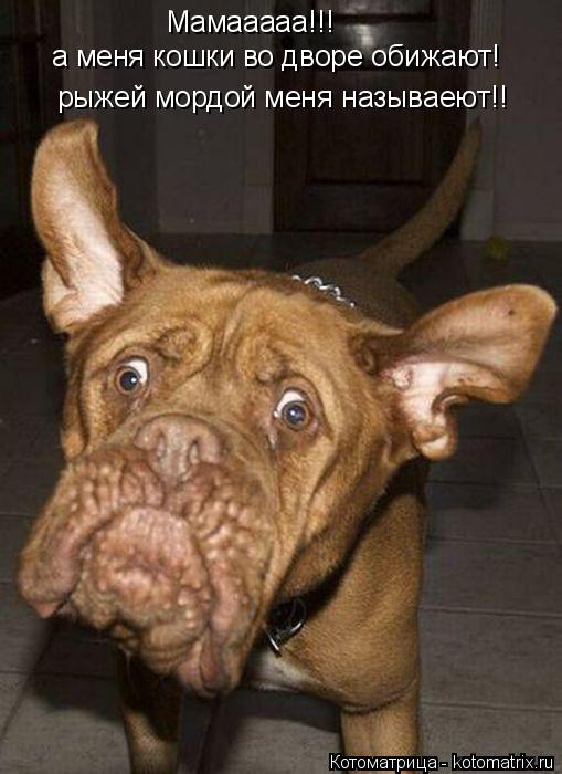 Котоматрица: рыжей мордой меня называеют!!  Мамааааа!!!  а меня кошки во дворе обижают!