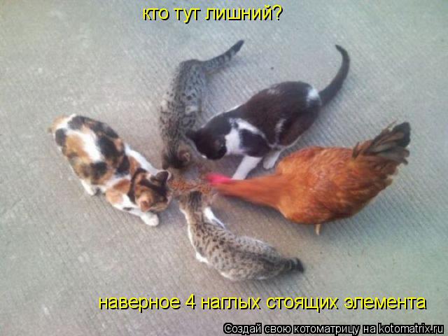 Котоматрица: кто тут лишний? наверное 4 наглых стоящих элемента
