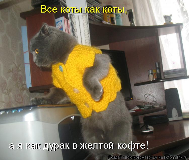 Котоматрица: Все коты как коты, а я как дурак в желтой кофте!