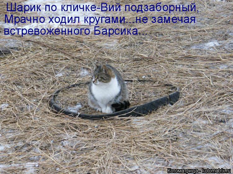Котоматрица: Шарик по кличке-Вий подзаборный, Мрачно ходил кругами...не замечая встревоженного Барсика...