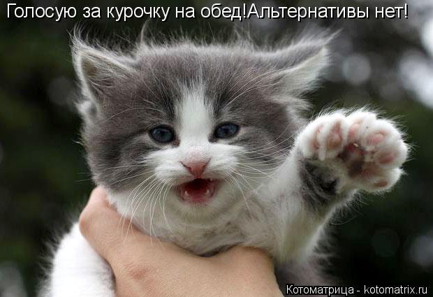 Котоматрица: Голосую за курочку на обед!Альтернативы нет!