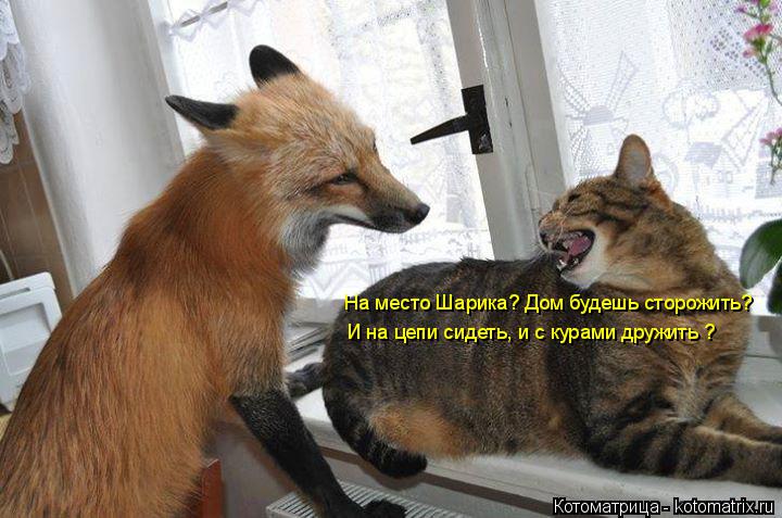 Котоматрица: На место Шарика? Дом будешь сторожить? И на цепи сидеть, и с курами дружить ?