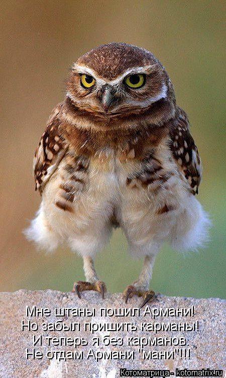 Котоматрица: Мне штаны пошил Армани! Но забыл пришить карманы! И теперь я без карманов. Не отдам Армани "мани"!!!