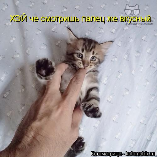 Котоматрица: ХЭЙ че смотришь палец же вкусный