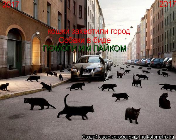 Котоматрица: 2017 2017 кошки захвотили город  Собаки в биде  ПОМОГИ ИМ ЛАЙКОМ