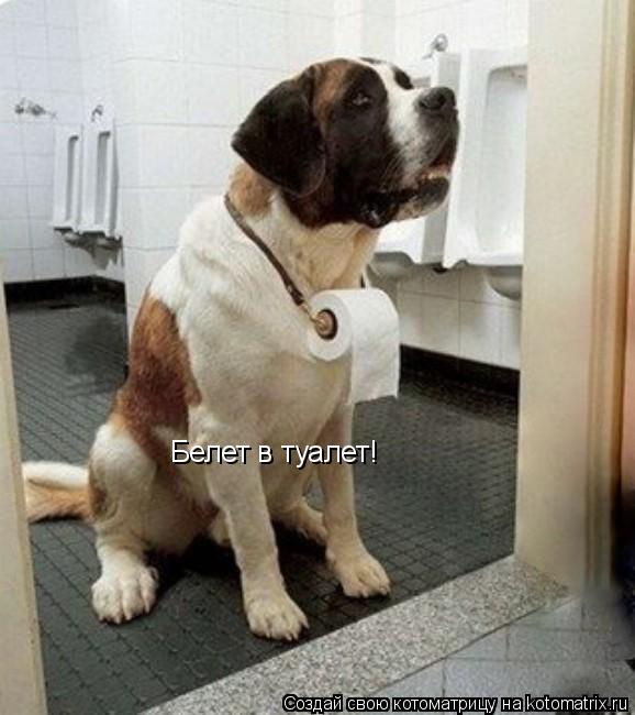 Котоматрица: Белет в туалет!