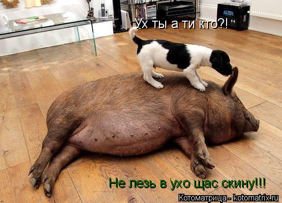 Котоматрица: Ух ты а ти кто?! Не лезь в ухо щас скину!!!
