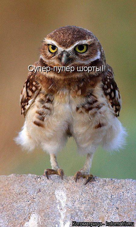Котоматрица: Супер-пупер шорты!