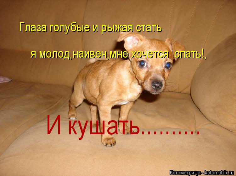 Котоматрица: Глаза голубые и рыжая стать я молод,наивен,мне хочется  спать!, И кушать..........