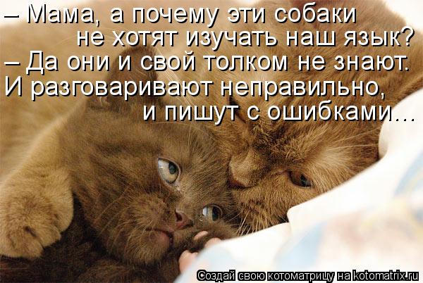 Котоматрица: – Мама, а почему эти собаки не хотят изучать наш язык? – Да они и свой толком не знают. И разговаривают неправильно, и пишут с ошибками…