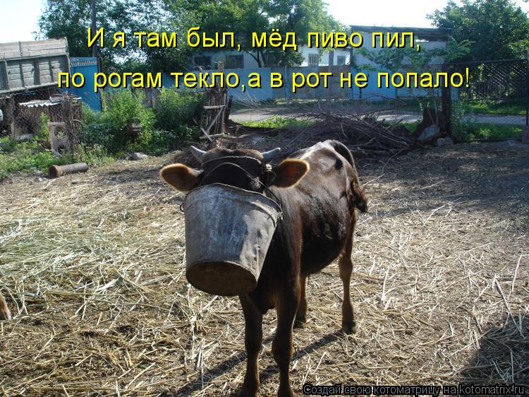 Котоматрица: И я там был, мёд пиво пил, по рогам текло,а в рот не попало!