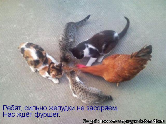 Котоматрица: Ребят, сильно желудки не засоряем. Нас ждёт фуршет.