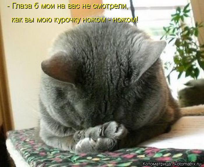 Котоматрица: - Глаза б мои на вас не смотрели, как вы мою курочку ножом - ножом!