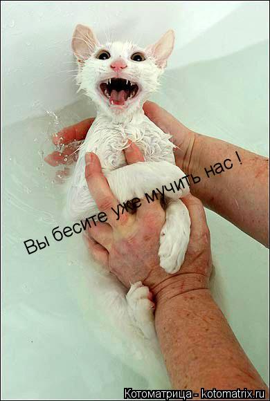 Котоматрица: Вы бесите уже мучить нас ! Вы бесите уже мучить нас !
