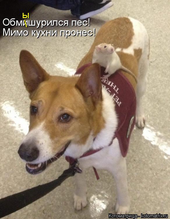 Котоматрица: Обмишурился пес! \ ы Мимо кухни пронес!