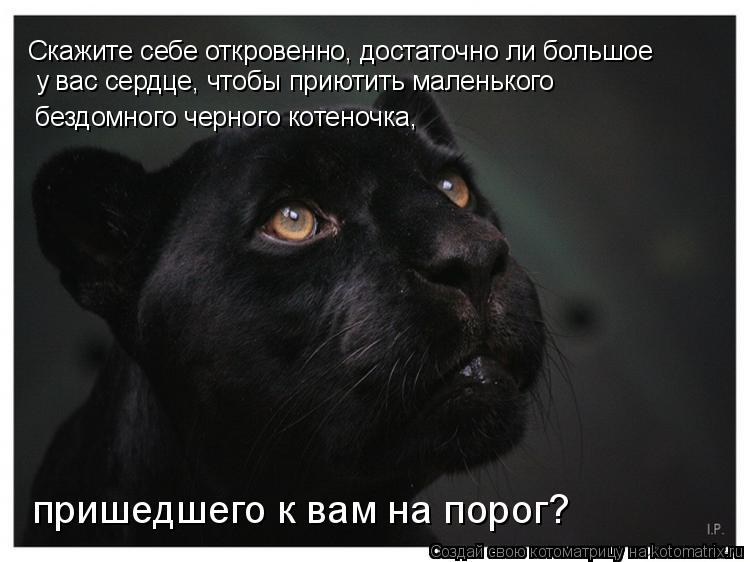 Котоматрица: Скажите себе откровенно, достаточно ли большое у вас сердце, чтобы приютить маленького бездомного черного котеночка,  пришедшего к вам на п