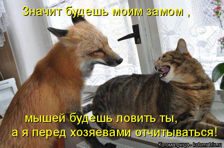Котоматрица: Значит будешь моим замом , а я перед хозяевами отчитываться! мышей будешь ловить ты,