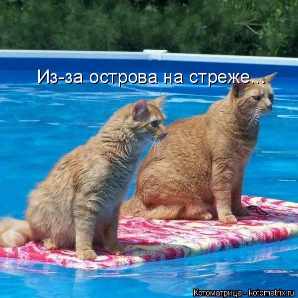 Котоматрица: Из-за острова на стреже...