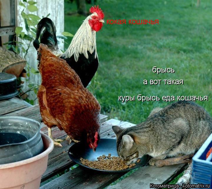 Котоматрица: куры брысь еда кошачья кокая кошачья а вот такая брысь