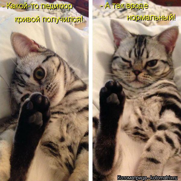 кривой получился! - А так вроде нормальный! - Какой-то педикюр... Котоматрица: кривой получился! - А так вроде нормальный! - Какой-то педикюр