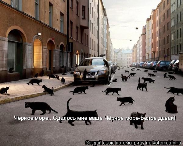 Котоматрица: Чёрное море...Сдалось мне ваше Чёрное море-Белое давай!