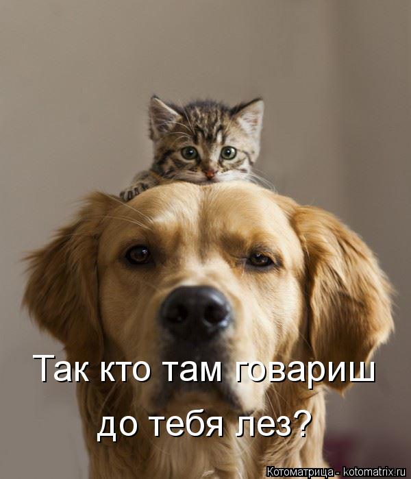 Котоматрица: Так кто там говориш до тебя лез? Так кто там говариш до тебя лез?