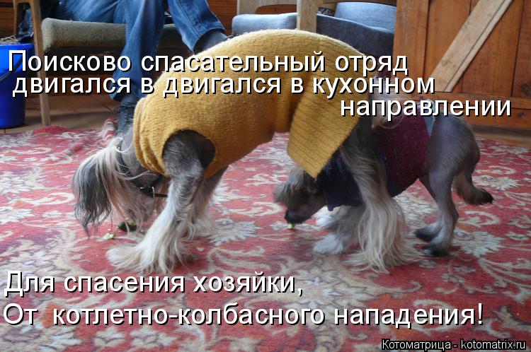 Котоматрица: Поисково спасательный отряд  двигался в двигался в кухонном  направлении Для спасения хозяйки, От  котлетно-колбасного нападения!