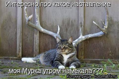 Котоматрица: Интересно,про какое наставление моя Мурка утром намекала???