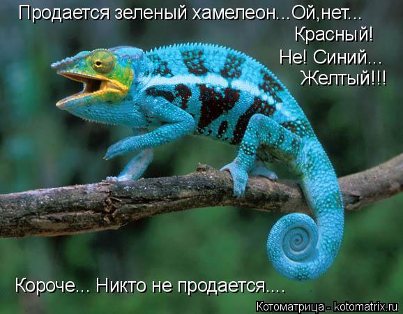 Котоматрица: Красный! Не! Синий... Короче... Никто не продается.... Продается зеленый хамелеон...Ой,нет... Желтый!!!