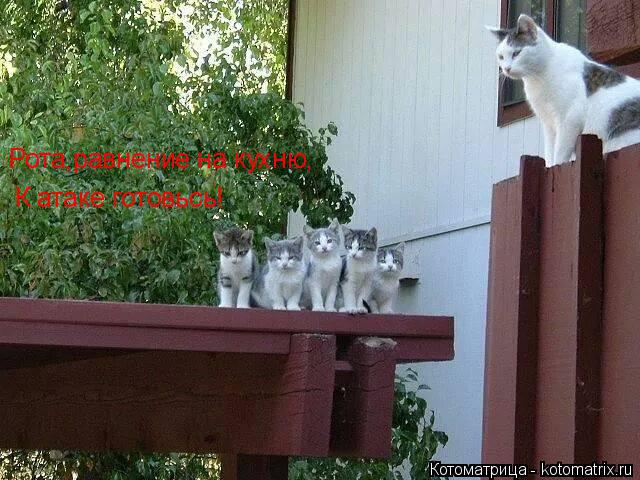 Котоматрица: Рота,равнение на кухню, К атаке готовьсь!