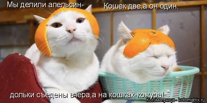 Котоматрица: Мы делили апельсин- Кошек две,а он один. дольки съедены вчера,а на кошках-кожура!